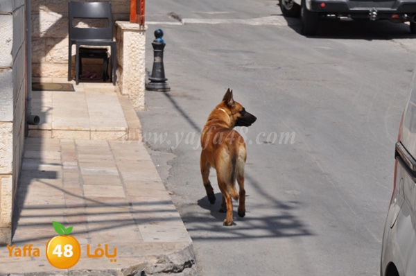 police tafteeshad8 (2).JPG